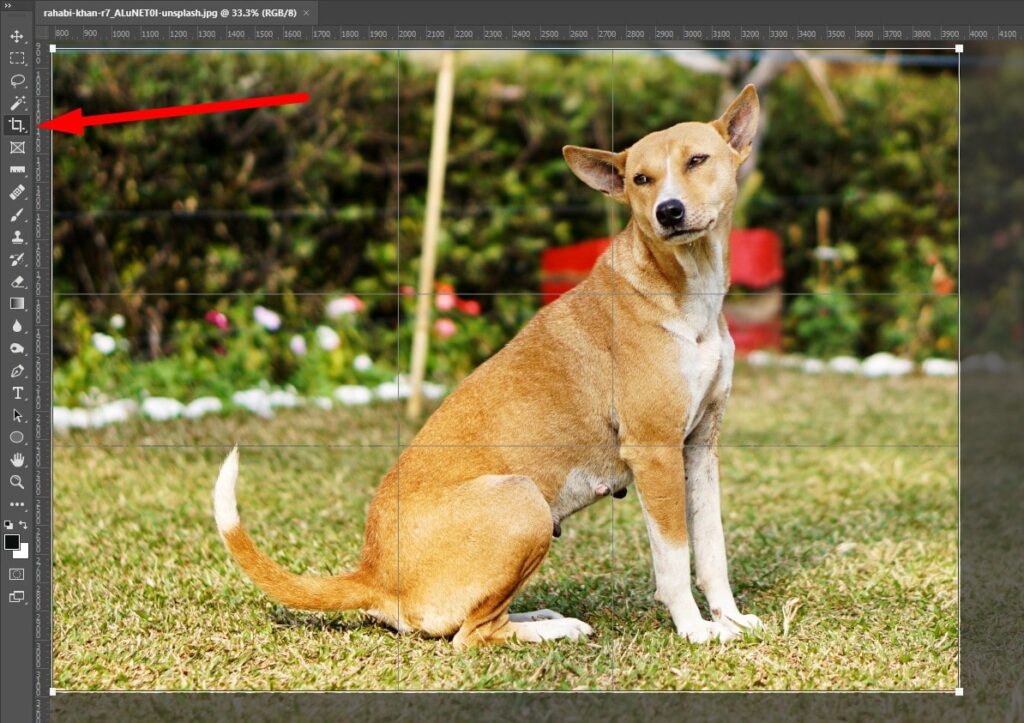 Crop Image for Editing Photos in Photoshop