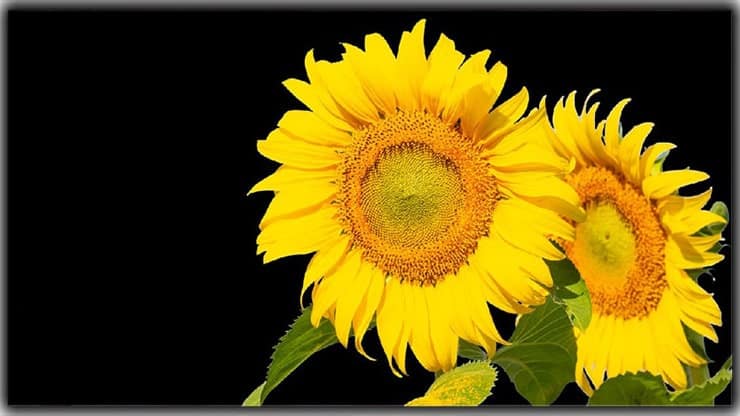 make the background black