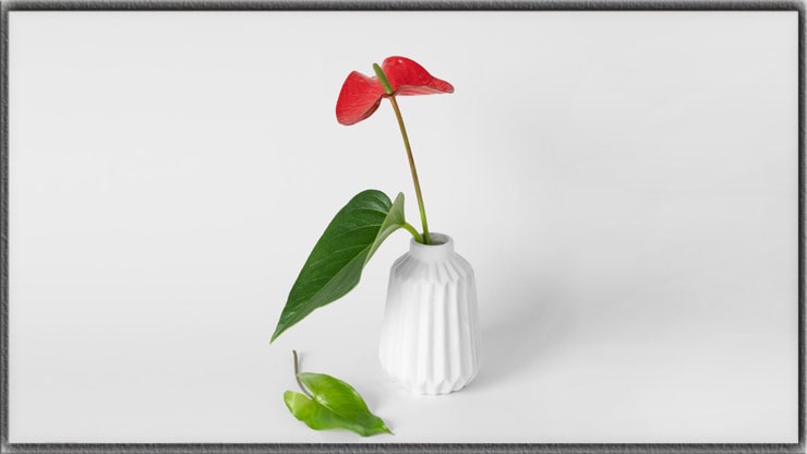 Still Life Photography Career