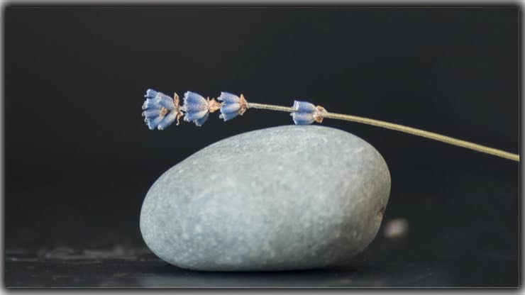 Still Life Photography Ideas